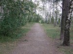 White Birch: The National Tree Of Russia! White Birch: The National Tree Of Russia!