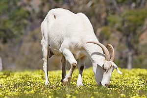 A domestic goat feeding in a field of capeweed...