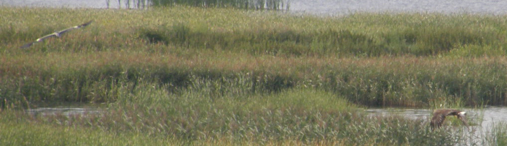 eagle and heron