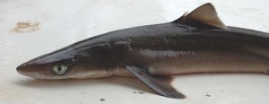 dogfish-shark