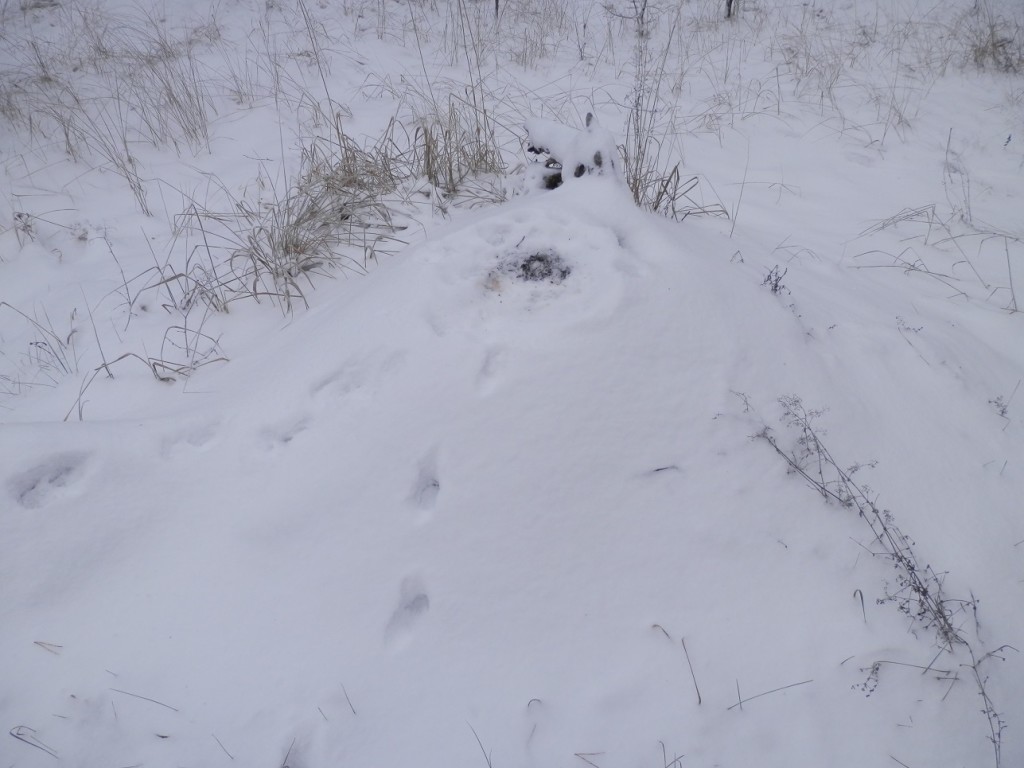 We scared a fox up here sleeping! See the tracks up and down?