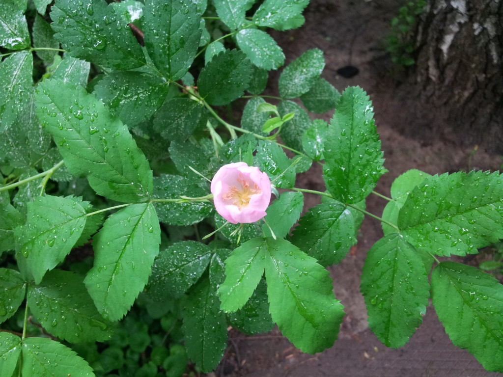 wild roses