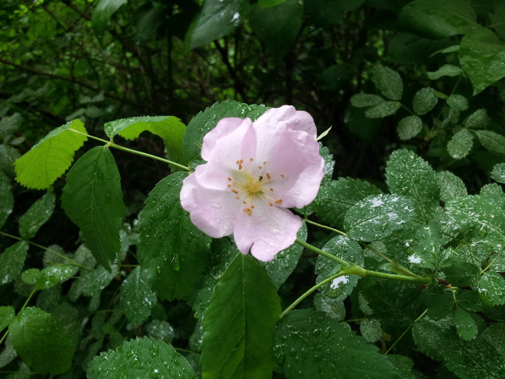 wild roses