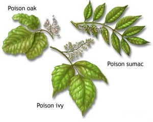 Poison Ivy: Not Around Russia – Windows to Russia