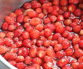 wild_strawberries