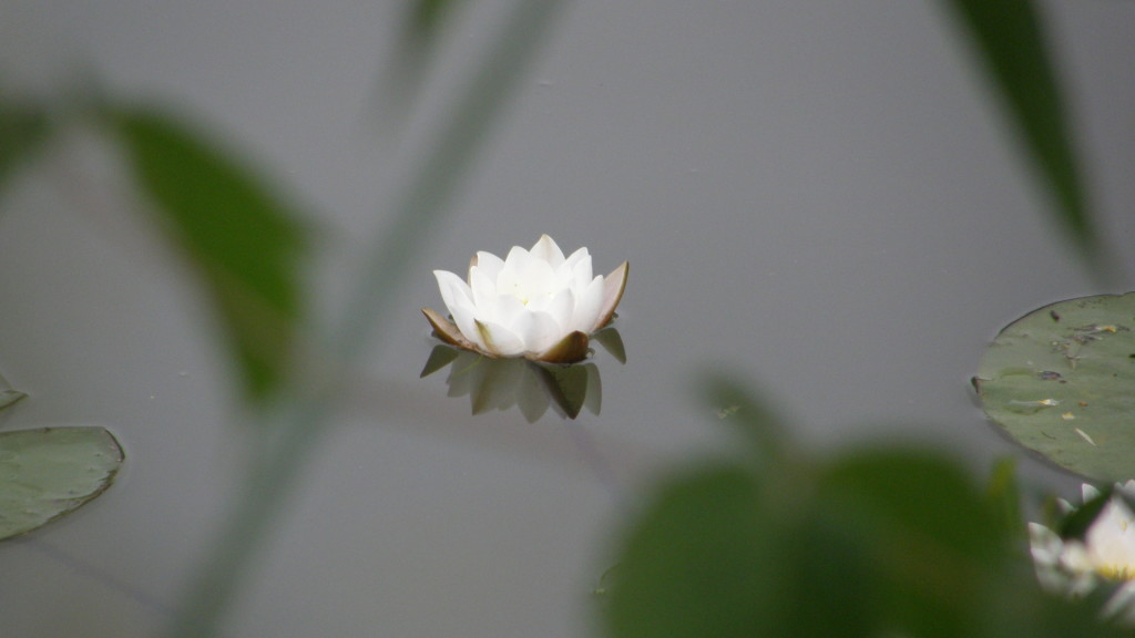 Flower water