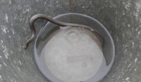 rat snake in the well